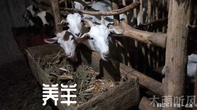 羊粪适合种植花卉吗，如何使用，让花卉生长得更健壮