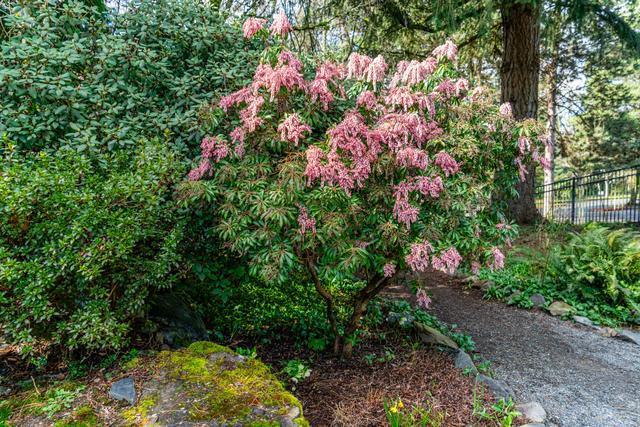 庭院阴面种植的木本花卉有哪些