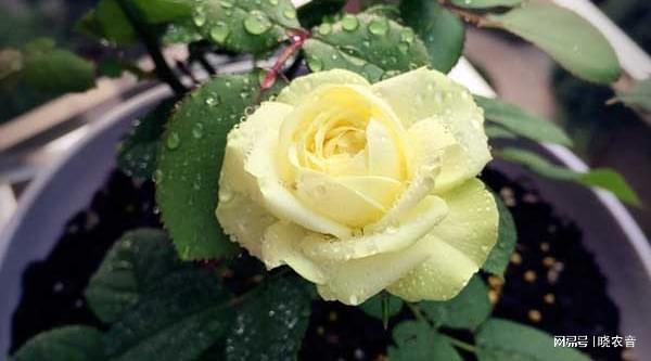 新手入坑花卉种植，要准备什么？