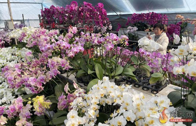 花卉市场热销